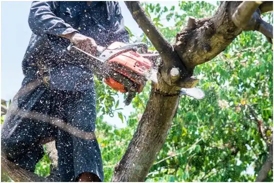 tree services Weyers Cave